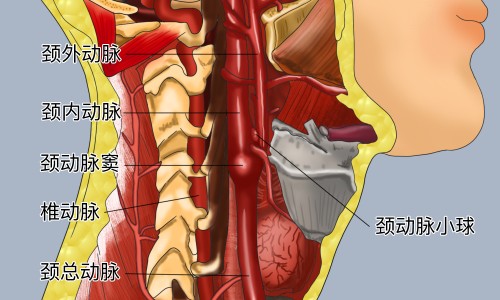 青佩兰的功效和作用-青佩兰的功效网 - 网站提供青佩兰种植时间小常识、天津格林国际幼儿园学费
